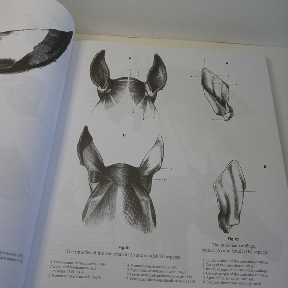 Cyclopedia Anatomicae. Anatomy's Book. Science book. Human Anatomy. Animal - Picture 10 of 16
